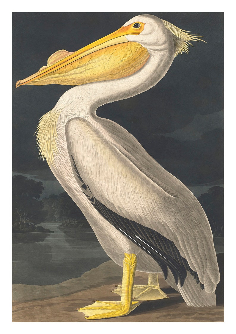 May include: A white pelican with a yellow beak and black wing feathers stands on a brown surface against a dark background.