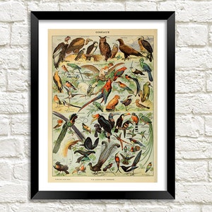 Impresión de pájaros: Ilustración de arte del cartel vintage de Millot Oiseaux