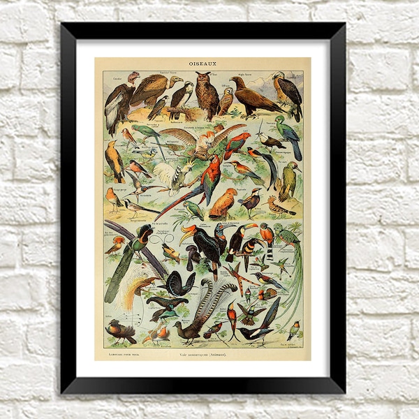 Birds Print: Vintage Millot Oiseaux Poster Art Illustration