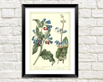 Láminas de campanillas: ilustraciones de arte floral botánico vintage