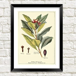 Nelken Pflanze Print: Vintage botanische Kräuter-Kunst-Illustration