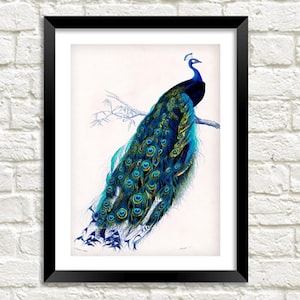 Vintage Peacock Print: Ilustracja sztuki wiktoriańskiej z ptakami