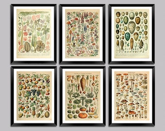 Adolphe Millot Botanische Drucke: Blumen, Obst, Gemüse, Eier und Pilze Vintage französische Kunstplakate