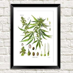 Cannabis Pflanze Kunstdruck: Vintage Botanische Kunst Illustration