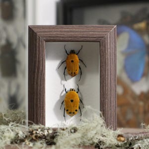 Peut inclure: Un cadre rectangulaire en bois avec une finition grainée marron foncé contenant deux scarabées orange préservés avec des taches noires. Les scarabées sont montés verticalement sur un fond blanc à l'intérieur du cadre, montrant leurs pattes et antennes sombres.