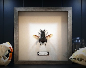 May include: A framed insect specimen with wings spread, labeled "Dorcus hopei", displayed against a beige background. The frame is made of wood with a gray finish.