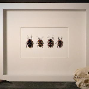 Shield bugs Display, Catacanthus punctus
