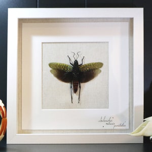 Grasshopper Display, Aularches punctatus