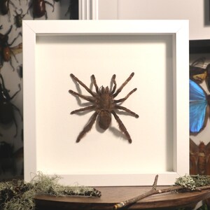 May include: A framed brown tarantula specimen with long legs, centered on a white background. The white frame is square. Other framed insect specimens are visible in the background.