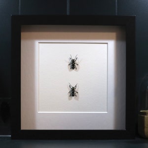 Longhorn Beetle pair Display, Catacanthus illecebrosus