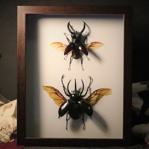 Giant Beetles Display, Stag and Rhino Examples, XL Taxidermy
