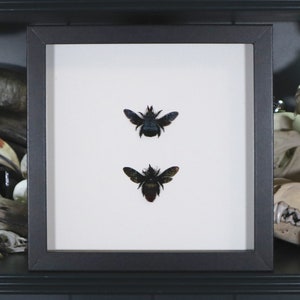 Carpenter Bees Black Display 2, Xylocopa caerulea and Xylocopa tricolor