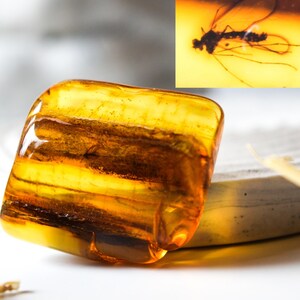 Baltic Amber with Insect Inclusion,Amber Stone with Fossil, Insect Fossil and Amber,Collector&#39;s Specimen,Prehistoric Insect Fossil,10gr