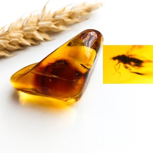 Amber with Insect Inclusion,Amber Stone with Fossil, Insect Fossil and Amber,Collector's Specimen,Prehistoric Insect Fossil,9gr