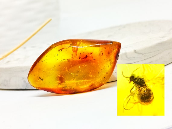 Genuine Amber with Insect Inclusion,Amber Stone with Fossil, Unique Gift,Collector's Specimen,Prehistoric Insect Fossil, Natural Amber,6gr
