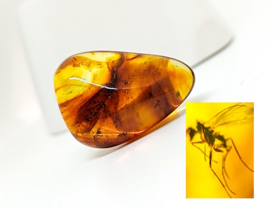 Insect Inclusion in natural Baltic Amber, Collector's Specimen,Amber with insect, Insect fossil in amber
