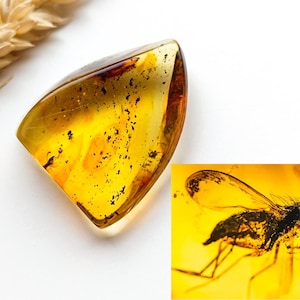 Large Amber with Insect Inclusion,Amber Stone with Fossil, Insect Fossil and Amber,Collector's Specimen,Prehistoric Insect Fossil,13gr