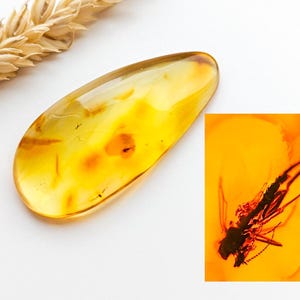 Ambre de la Baltique avec inclusion d&#39;insectes, Pierre d&#39;ambre avec fossile, Cadeau unique, Spécimen de collection, Fossile d&#39;insecte préhistorique, Ambre naturel, 8 g
