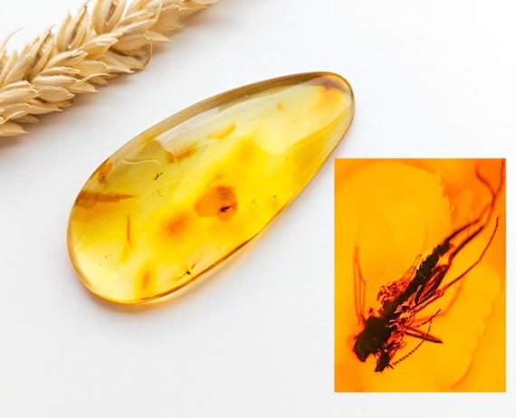 Baltic Amber with Insect Inclusion,Amber Stone with Fossil, Unique Gift,Collector's Specimen,Prehistoric Insect Fossil, Natural Amber,8gr