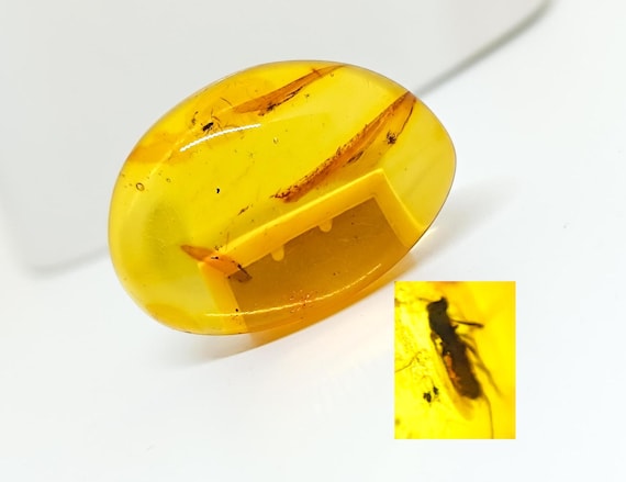 Baltic Amber with Insect Inclusions,Amber Stone with Fossil, Insect Fossil and Amber,Collector's Specimen,Prehistoric Insect Fossil,