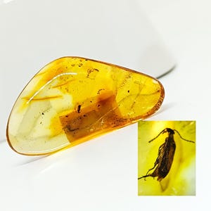 Genuine Amber with Insect Inclusion,Amber Stone with Fossil, Unique Gift,Collector's Specimen,Prehistoric Insect Fossil, Natural Amber