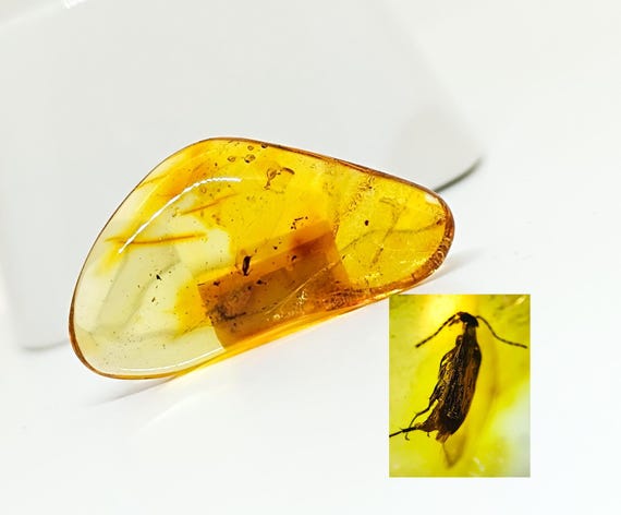 Genuine Amber with Insect Inclusion,Amber Stone with Fossil, Unique Gift,Collector's Specimen,Prehistoric Insect Fossil, Natural Amber