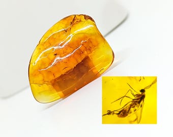 バルト海産琥珀の中の昆虫 – 本物の化石宝石、本物4000万年前の - Etsy