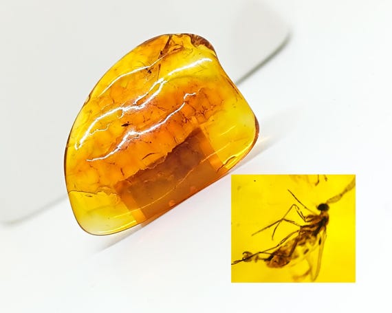 Baltic Amber with Insect Inclusions,Amber Stone with Fossil, Insect Fossil and Amber,Collector's Specimen,Prehistoric Insect Fossil