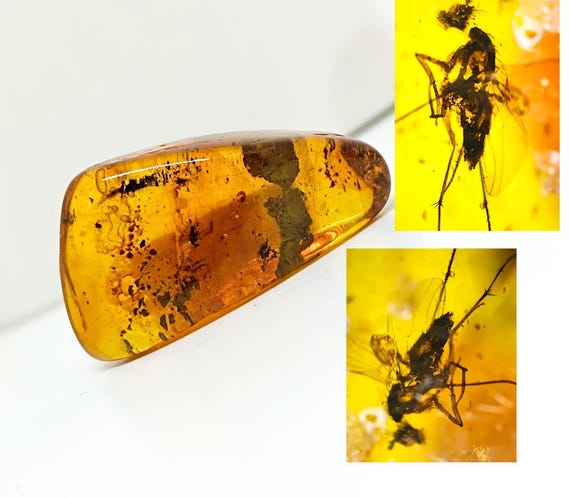 Exceptional Amber with many Insects,Huge Amber Stone with Insects, Fossil and Amber,Collector's Specimen,Prehistoric Insect Fossil