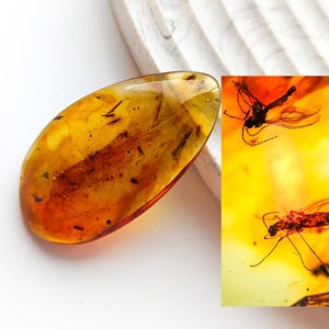 Many Insect Fossils in Baltic Amber, Natural Baltic Amber with Multiple Insect inclusions, Amber with Prehistoric Insect, Unique Gift Idea