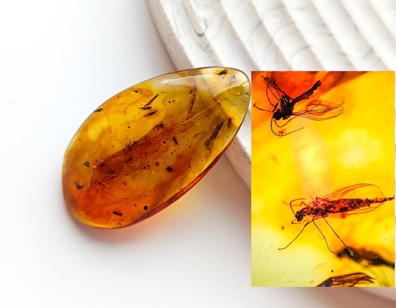 Many Insect Fossils in Baltic Amber, Natural Baltic Amber with Multiple Insect inclusions, Amber with Prehistoric Insect, Unique Gift Idea