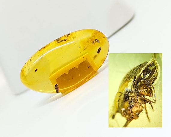 Baltic Amber with Insect Inclusions,Amber Stone with Fossil, Insect Fossil and Amber,Collector's Specimen,Prehistoric Insect Fossil