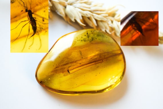 Amber with 2 Insects Inclusion,Amber Stone with Fossil, Unique Gift,Collector's Specimen,Prehistoric Insect Fossil, Natural Amber,9.5gr