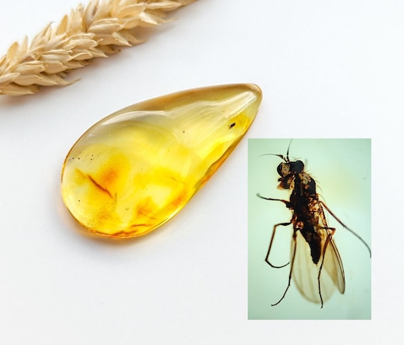 Natural Baltic Amber with Insect Inclusion, Real Amber For Collectors, 40 Million Years Old Insect Fossil, Unique Gift, Real Gemstone