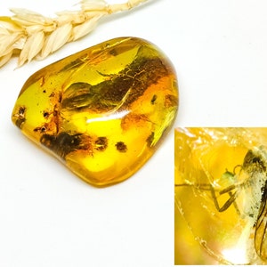 Insect Fossil in Real Baltic Amber, Natural Baltic Amber with Insect inclusion, Genuine amber with Prehistoric Insect, Unique Gift Idea