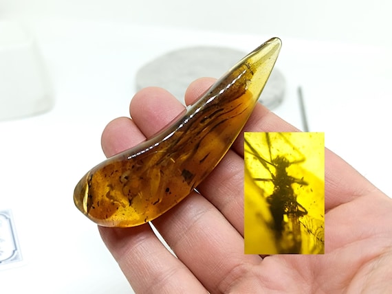 25gr Massive Amber with Insect Inclusion,Amber Stone with Fossil,Insect Fossil and Amber,Collector's Specimen,Prehistoric Insect Fossil