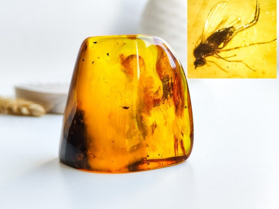 Massive Amber with Insect Inclusion,Amber Stone with Fossil, Insect Fossil and Amber,Collector's Specimen,Prehistoric Insect Fossil,25gr