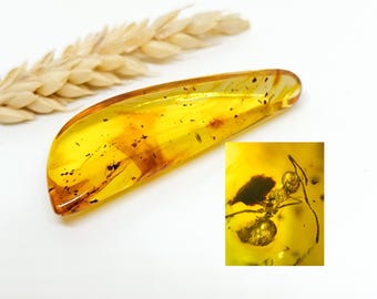 May include: A close-up of a piece of amber with a fossilized insect inside. The amber is a light yellow color and the insect is a dark brown color. The insect is visible in detail, with its legs and antennae clearly visible.