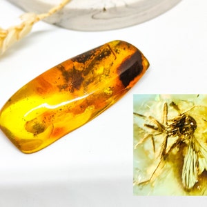 Amber with Insect Inclusion,Amber Stone with Ant Fossil, Insect Fossil and Amber,Collector's Specimen,Prehistoric Insect Fossil,11gr