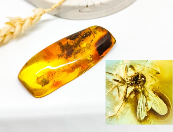 Amber with Insect Inclusion,Amber Stone with Ant Fossil, Insect Fossil and Amber,Collector's Specimen,Prehistoric Insect Fossil,11gr