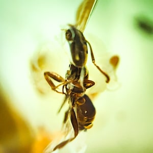 Natural Baltic Amber with Insect Inclusion, Collector&#39;s Specimen, 10 gr amber stone  with insect, Insect fossil in amber