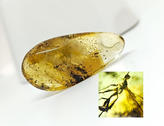 Insect Inclusion in Amber,Large Amber with Fossil,Insect Inclusion Amber,Collector's Specimen,Amber insect,Prehistoric Insect Fossil,