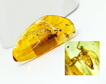 May include: A close-up of a piece of amber with a fossilized insect inside. The amber is a light yellow color and the insect is a dark brown color.