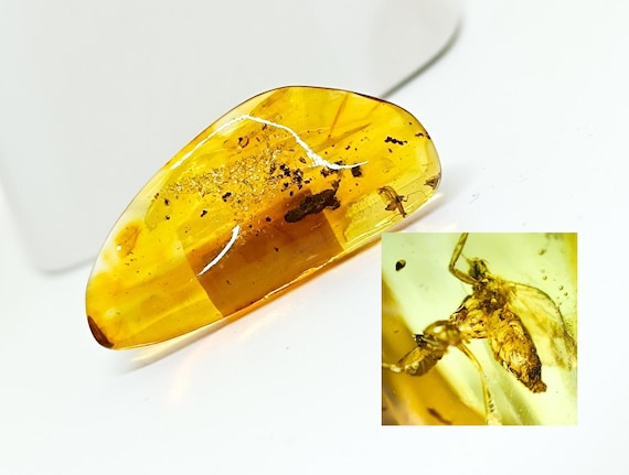 Genuine Amber with Insect Inclusion,Amber Stone with Fossil, Unique Gift,Collector's Specimen,Prehistoric Insect Fossil, Natural Amber