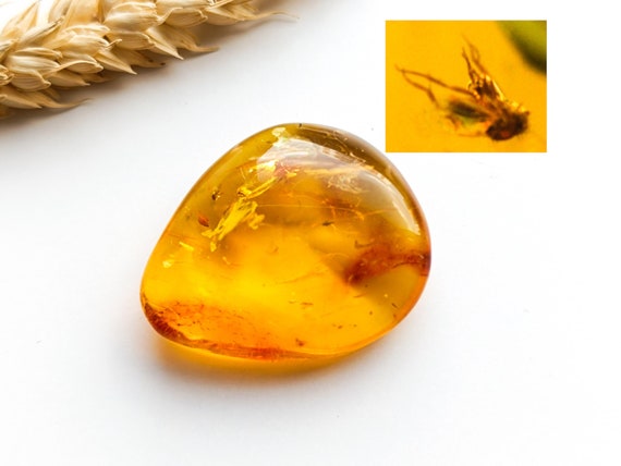 Insect Inclusion in natural Baltic Amber, Collector's Specimen,Amber with insect, Insect fossil in amber