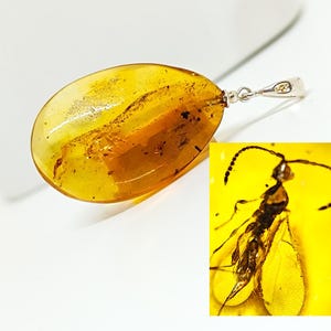 Large Amber Pendant with Insect Inclusion and 925 Silver,Genuine Amber Stone with Fossil,Collector's Specimen,Prehistoric Insect Fossil