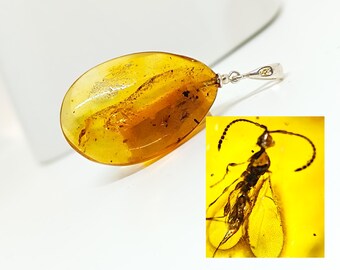 ドミニカ産琥珀ペンダント、昆虫化石入り - スターリングシルバー .925