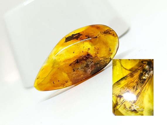 Genuine Amber with Insect Inclusion,Amber Stone with Fossil, Unique Gift,Collector's Specimen,Prehistoric Insect Fossil,