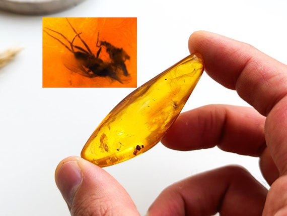 Genuine Amber with Insect Inclusion,Amber Stone with Fossil, Unique Gift,Collector's Specimen,Prehistoric Insect Fossil, Natural Amber,11gr