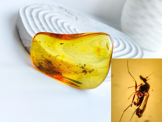 Genuine Amber with  Insect Inclusion,Amber Stone with Fossil, Insect Fossil and Amber,Collector's Specimen,Prehistoric Insect Fossil,11gr
